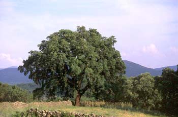 Alcornoque - Porte (Quercus suber)