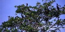 Aves en las orillas del río Dulce, Livingston, Guatemala