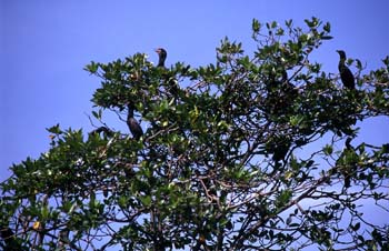 Aves en las orillas del río Dulce, Livingston, Guatemala