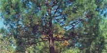 Pino resinero - Porte (Pinus pinaster)
