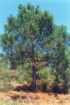 Pino resinero - Porte (Pinus pinaster)