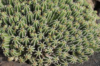 Euphorbia echinus