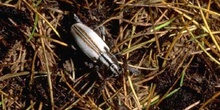 Longicornio zapador (Dorcadion uhagoni)