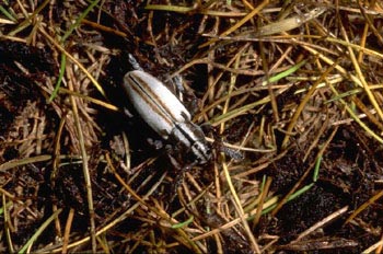 Longicornio zapador (Dorcadion uhagoni)