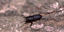 Ciervo volador menor (Dorcus parallelopipedus)