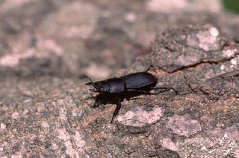 Ciervo volador menor (Dorcus parallelopipedus)
