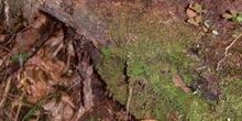 Yesquero aplanado (Ganoderma applanatum)