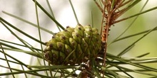 Pino piñonero - Piña (Pinus pinea