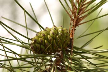 Pino piñonero - Piña (Pinus pinea