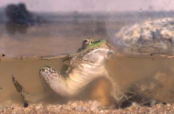 Rana común (Rana perezi)