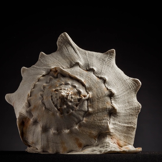 IES_CARDENALCISNEROS_CONCHAS_029