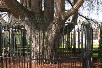 Ahuehuete o Ciprés Calvo - Tronco (Taxodium mucronatum)