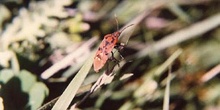 Chinche de campo (Lygaeus saxatalis)