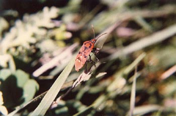 Chinche de campo (Lygaeus saxatalis)