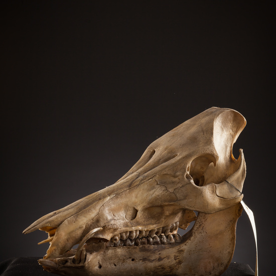 IES_SANISIDRO_BIOLOGIA_132