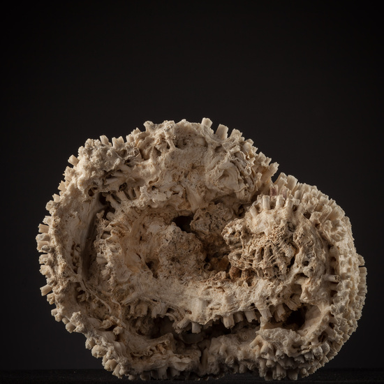 IES_SANISIDRO_BIOLOGIA_448