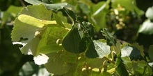 Tilo plateado (Tilia tomentosa)