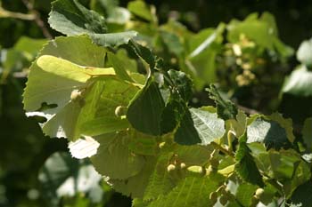 Tilo plateado (Tilia tomentosa)