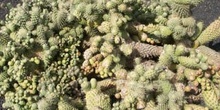 Opuntia sp