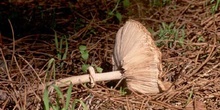 Parasol (Macrolepiota procera)