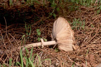 Parasol (Macrolepiota procera)