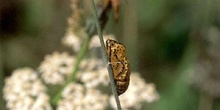 Ninfálido - Crisálida (Nymphalidae fam.)