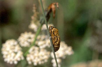 Ninfálido - Crisálida (Nymphalidae fam.)