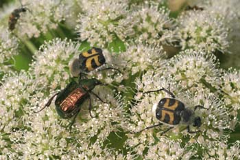 Cetónido avispa (Trichus fasciatus)