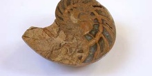 Nautilus, (Molusco-Cefalópodo) Jurásico