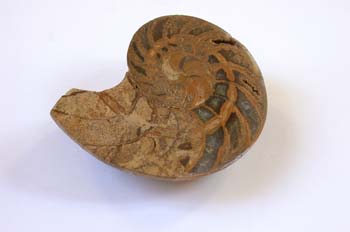 Nautilus, (Molusco-Cefalópodo) Jurásico