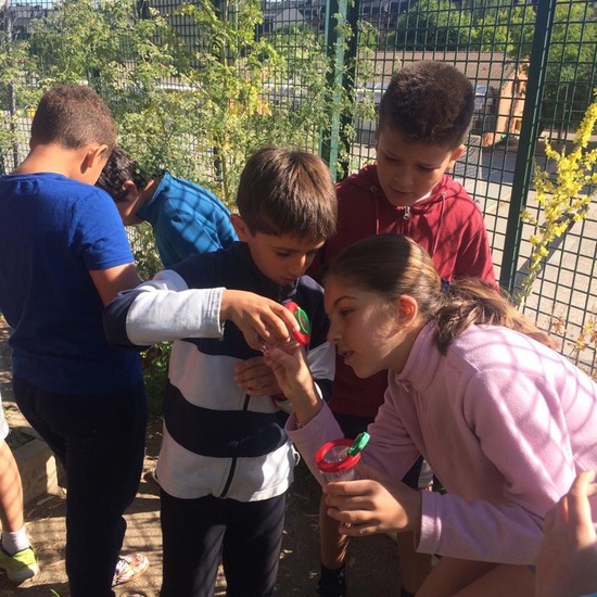 2019_06_11_4º observa insectos en el huerto_CEIP FDLR_Las Rozas 7