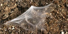 Tela de araña (Araneae Ord.)
