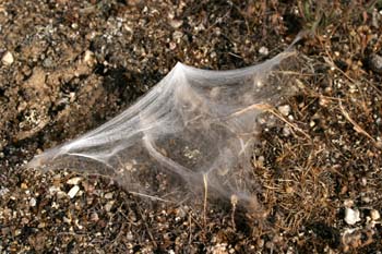 Tela de araña (Araneae Ord.)