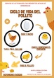 CICLO DE VIDA DEL POLLITO