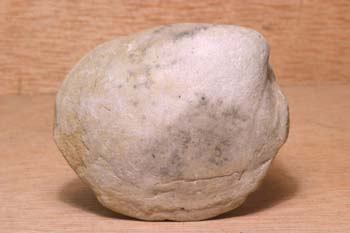 Bivalvo (Molusco-Bivalvo) Mioceno