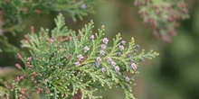 árbol de la vida chino (Thuja orientalis)