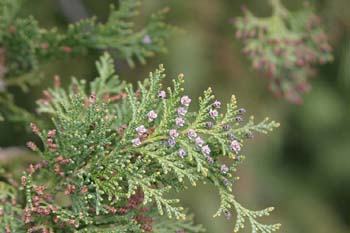 árbol de la vida chino (Thuja orientalis)