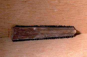 Myliobatis - Cola de Raya (Pez) Mioceno