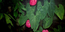 Anturio (Anthurium andraeanum)