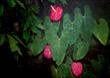 Anturio (Anthurium andraeanum)