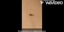 Vídeo Paramecium