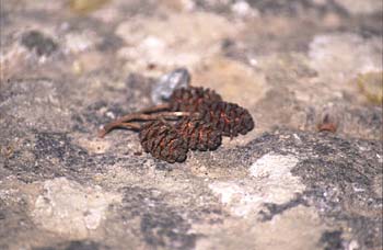 Aliso - Fruto (Alnus glutinosa)
