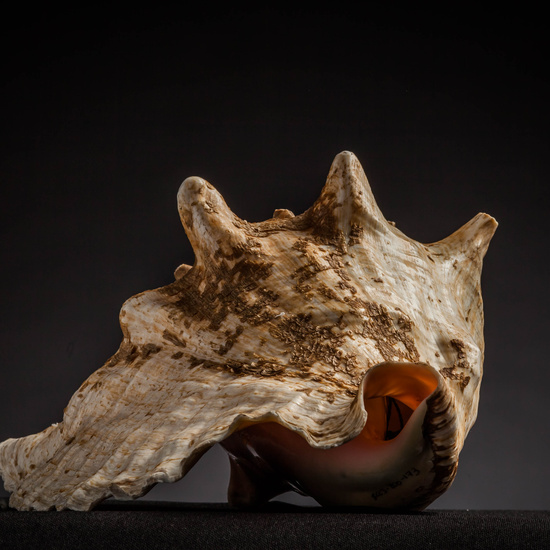 IES_CARDENALCISNEROS_CONCHAS_066