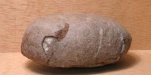Huevo de Segnosaurus sp. (Reptil) Cretácico