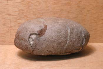 Huevo de Segnosaurus sp. (Reptil) Cretácico