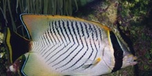 Pez mariposa (Chaetodon trifascialis)