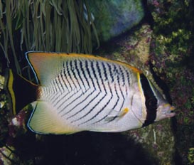 Pez mariposa (Chaetodon trifascialis)