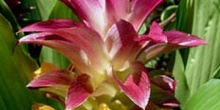 Flor silvestre, Kakadu, Australia