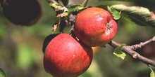 Manzano rojo (Malus x purpurea)