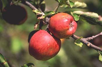 Manzano rojo (Malus x purpurea)